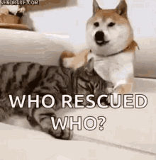 Cuddles Cats GIF - Cuddles Cats Dogs GIFs