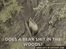 Bear Woods GIF - Bear Woods Shit GIFs