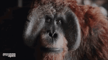Maurice Planete GIF - Maurice Planete Planet Of The Ape GIFs