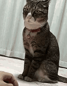Cat Gatto GIF - Cat Gatto No GIFs