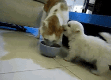 Cats Cat Eating GIF - Cats Cat Eating Puppy GIFs