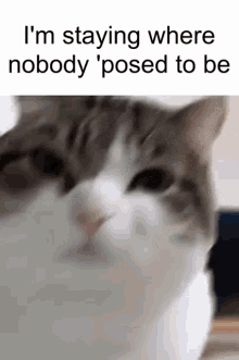 Eggcat Im Staying Where Nobody Supposed To Be GIF - Eggcat Im Staying Where Nobody Supposed To Be GIFs