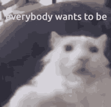 Everybody Wants To Be A Cat GIF - Everybody Wants To Be A Cat GIFs