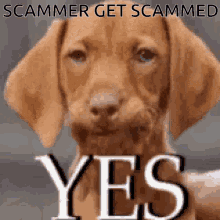 yes dognod scammergetscammed