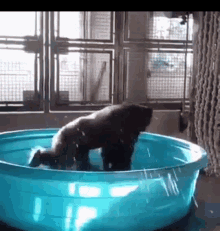 Bath Bathing Gorilla GIF - Bath Bathing Gorilla Splash GIFs