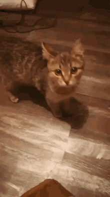 Mad Pout GIF - Mad Pout Cat GIFs