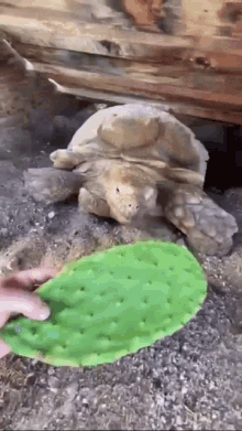 Turtle Eating GIF - Turtle Eating Hungry GIFs