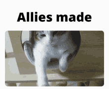 Allies Made Cat GIF - Allies Made Cat Shaking Hands GIFs