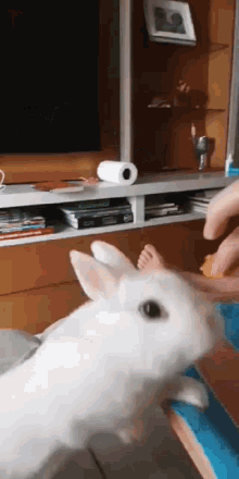 rabbit bunny eat hungry cute