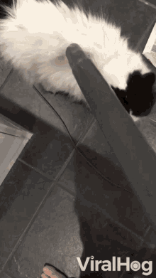 Vacuum Cat GIF - Vacuum Cat Suction Cleaner GIFs