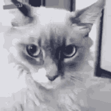 Cat Shocked GIF - Cat Shocked Astonished GIFs