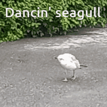Seagulls Dance GIF - Seagulls Dance Bird GIFs