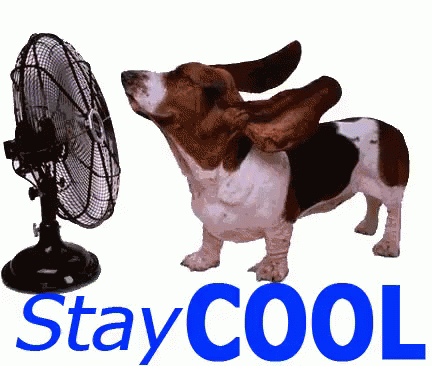 Stay Cool GIF - Stay Cool Hot Cute Dog - Descubre & Comparte GIFs