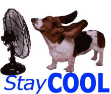 Stay Cool GIF - Stay Cool Hot Cute Dog GIFs