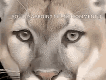 Lioness You Disappoint Me GIF - Lioness You Disappoint Me No Comment GIFs