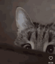 Gattostrabico Cat GIF - Gattostrabico Cat Cross Eyed GIFs