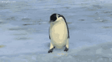 Penguin Fail GIF - Fail Penguin Ice GIFs