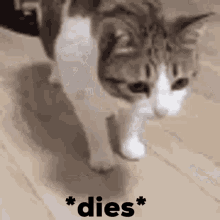 dies cat