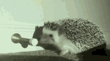 hedgehog doorstop eat attack cute