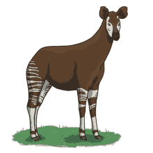 okapi
