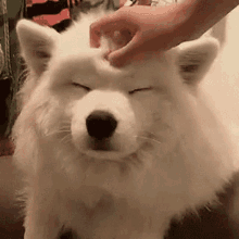 Puppy Happy GIF - Puppy Happy Scratch Head GIFs