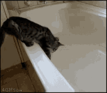 Cat Falling Into Empty Bathtub - Fall GIF - Fall Bathtub Cat GIFs