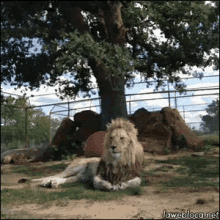 lion sleping lifts leg up lazy lion sleping lifts leg up lazy