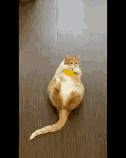 cat-banana.gif