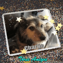 Dogs Pets GIF - Dogs Pets Charlie GIFs