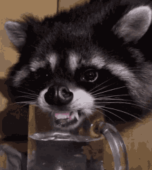 Waschbär Raccoon GIF - Waschbär Raccoon Durstig GIFs