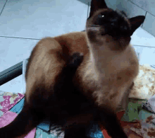 Cat Itchy GIF - Cat Itchy Scratch GIFs