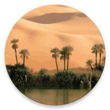 oasis