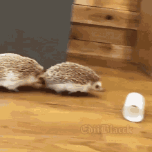 Loris || Go easy on me Hedgehoglove-hedgehog