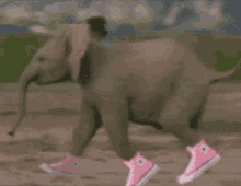 Elephant Shoes GIF - Elephant Shoes GIFs
