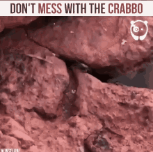 dead meat crabbo