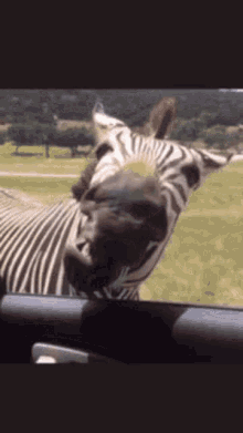 Zebre Eating Zebra Zebrure GIF - Zebre Eating Zebra Zebrure Zebrure Zebra GIFs