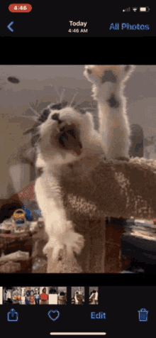 Tired Cat GIF - Tired Cat Yawning GIFs