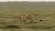 Gotta Go Fast Go Faster GIF - Gotta Go Fast Go Fast Go Faster GIFs