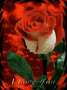 Red Rose Love GIF - Red Rose Love Rose GIFs