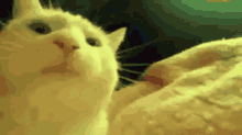 Gato Moviendo La Cabeza GIF - Gato Moviendo La Cabeza GIFs