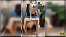 Cage Dog GIF - Cage Dog Closed GIFs