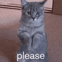 Please Cat GIF - Please Cat Pilli GIFs