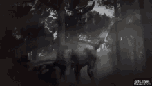 sauropod velociraptor walking with dinosaurs animated sauropod velociraptor walking with dinosaurs animated