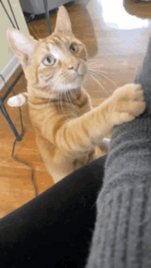 Vito Orange GIF - Vito Orange Cat GIFs