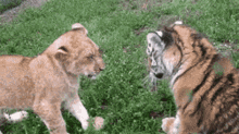 tiger lion baby play