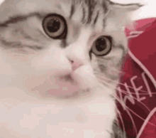 what cat what what cat attitude cat attitude what cat what what cat attitude cat attitude