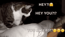Wake Up Cat GIF - Wake Up Cat Good Morning GIFs