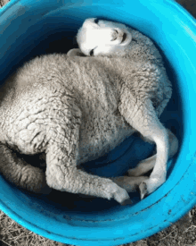 sheep in basin funny animals schaap emmer paulfoppele