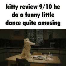 cat dancing