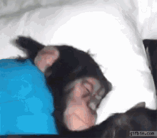 Monkey Wake GIF - Monkey Wake Wake Up GIFs